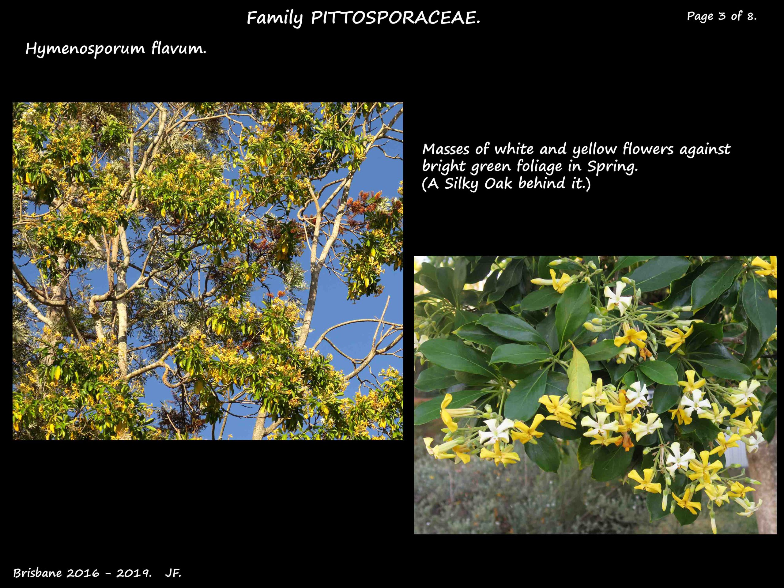 3 Hymenosporum flowering